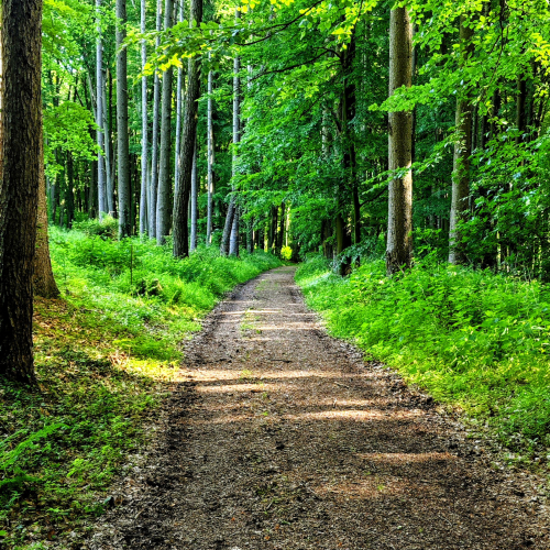 Im Wald
