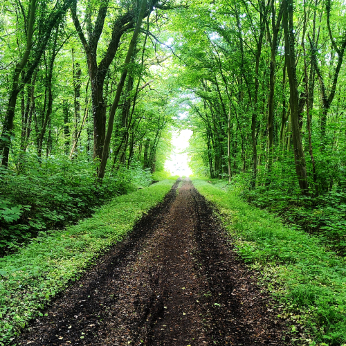 Waldweg