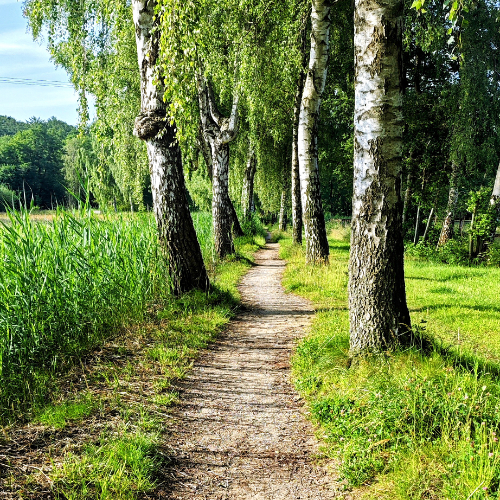 Im Wald voller Birken