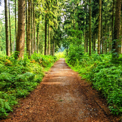 Im Wald I
