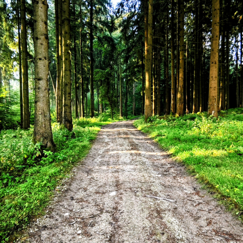 Im Wald II