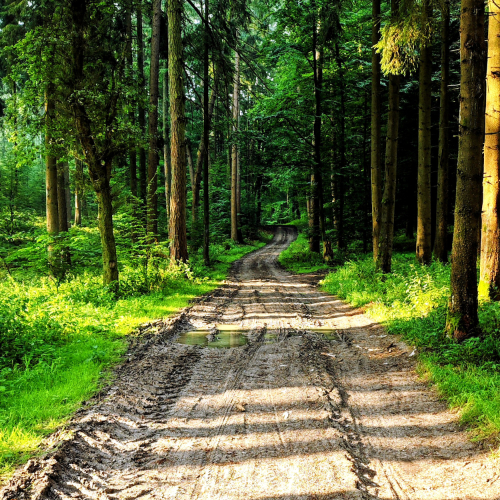 Im Wald III