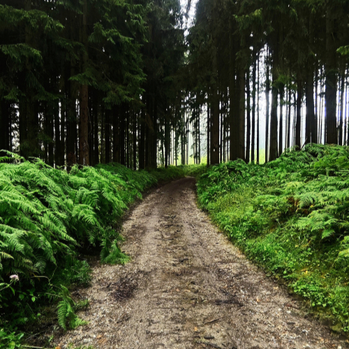 Im Wald IV